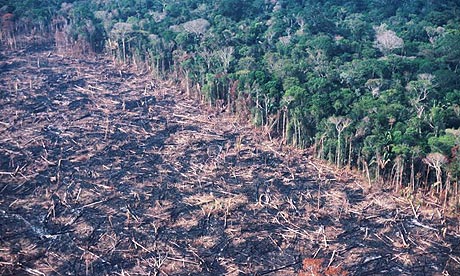 Amazon rainforests of Brazil