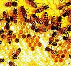 Honeybees