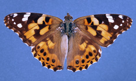 painted lady butterfly