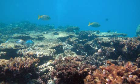 Coral Reef Death