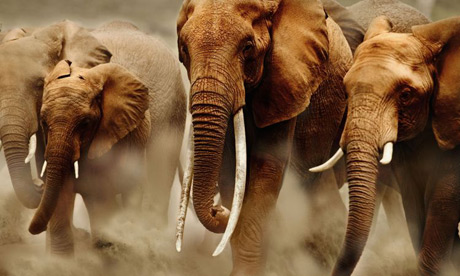 kenya animals elephants. African elephant herd on the