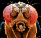 Fruit fly