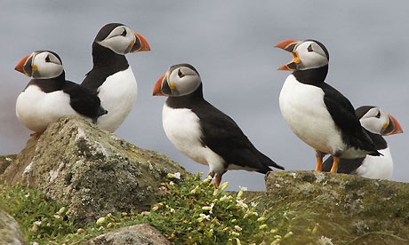 [Image: puffin1.jpg]