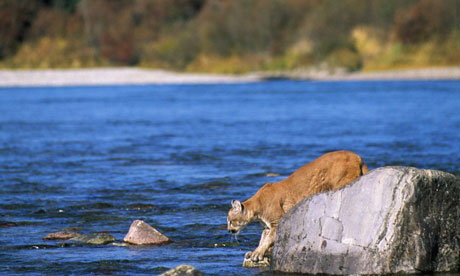 http://static.guim.co.uk/sys-images/Environment/Pix/pictures/2008/08/05/FlatheadRiverCougar460.jpg