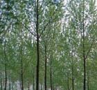 Poplar trees. Photograph: Tim Graham/Getty Images