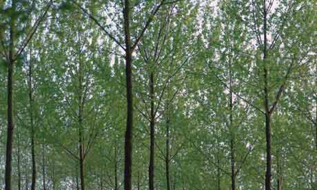 poplar tree india