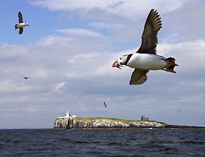 Farne Islands, Northumberland