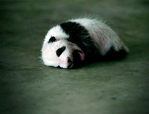 One-month-old panda cub A Bao