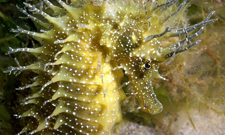 are seahorses endangered