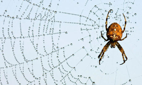 European garden spider