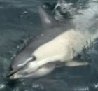 Dolphin stuggles
