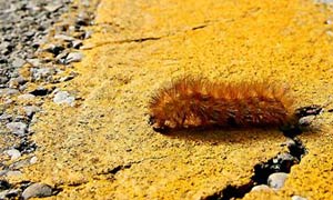 A yellow bear caterpillar