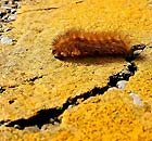 A yellow bear caterpillar
