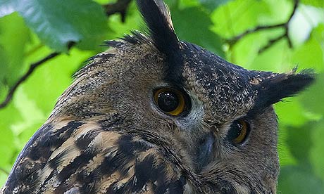 Eagle owl