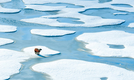  ADDI Concepts' life-vest design for displaced polar bears struggling to stay afloat