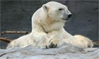 Debby the polar bear, who has died at 42