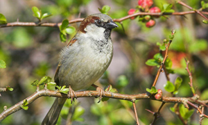 House sparrow in a quince bush in Hampshire