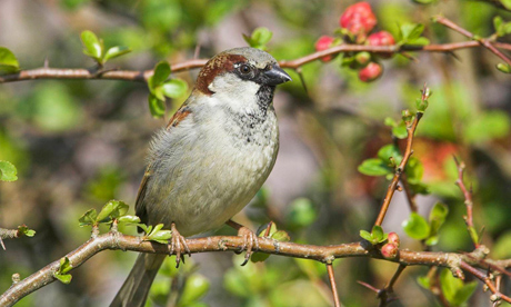 House sparrow in a quince bush in Hampshire