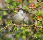 House sparrow in a quince bush in Hampshire