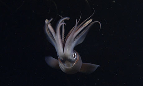 humboldt squids