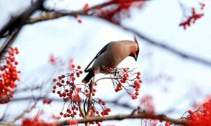 Winter birds: A waxwing