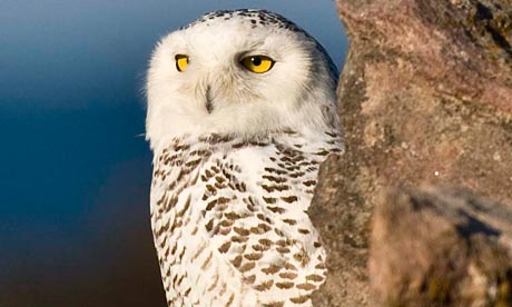 Snow owl on Alderney