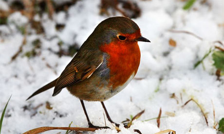 A robin in the snow in Hoxne, Suffolk