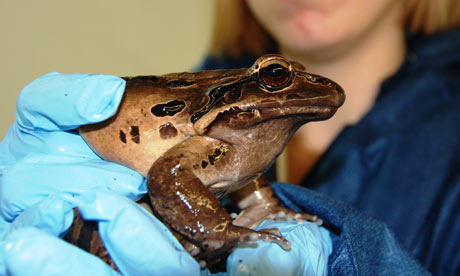 One of the 'mountain chicken' frogs at the London zoo rescue centre. Photograph: Zoological Society of London 