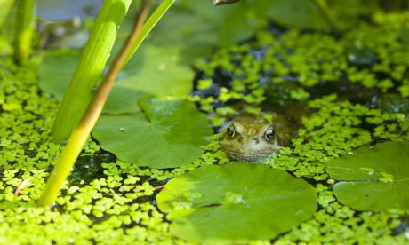 http://static.guim.co.uk/sys-images/Environment/Pix/pictures/2009/1/30/1233317150250/A-frog-in-garden-pond-001.jpg