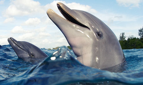 cool dolphins