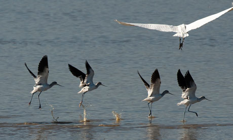 Avocets