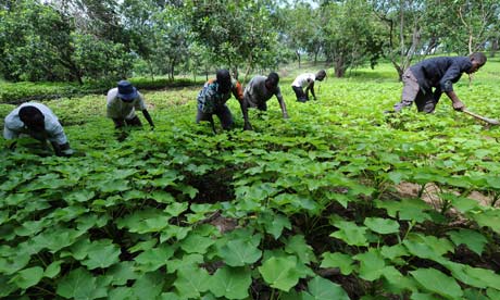 ICOAST-ENERGY-BIOFUEL-JATROPHA