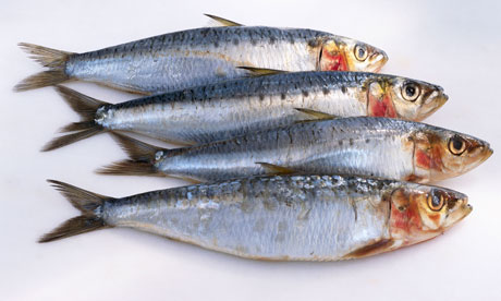 sardines on white background