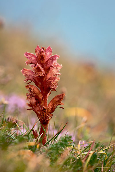 Britain's wild flowers: Thyme Broomrape