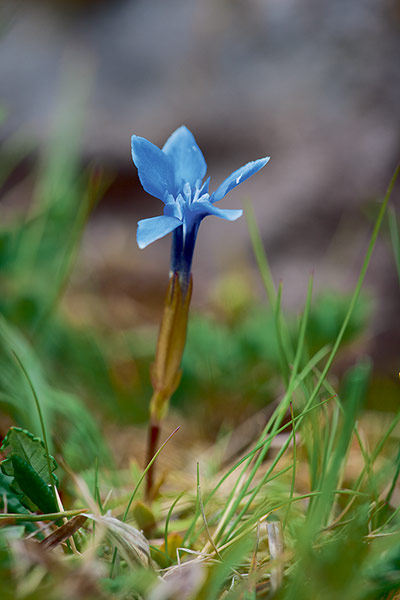 Britain's wild flowers: Spring Gentian