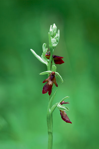 Britain's wild flowers: Fly Orchid