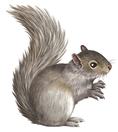Mammals spotter's guide: Grey squirrel