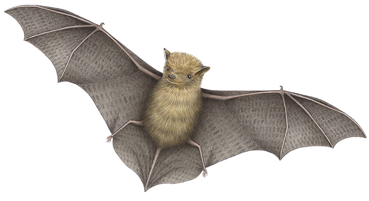 Mammals spotter's guide: Pipistrelle bat illustration