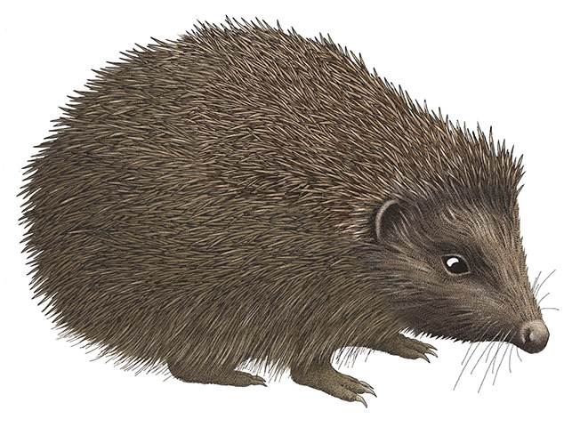 Mammals spotter's guide: Hedgehog illustration