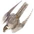 Birds spotter's gallery: Peregrine illustration