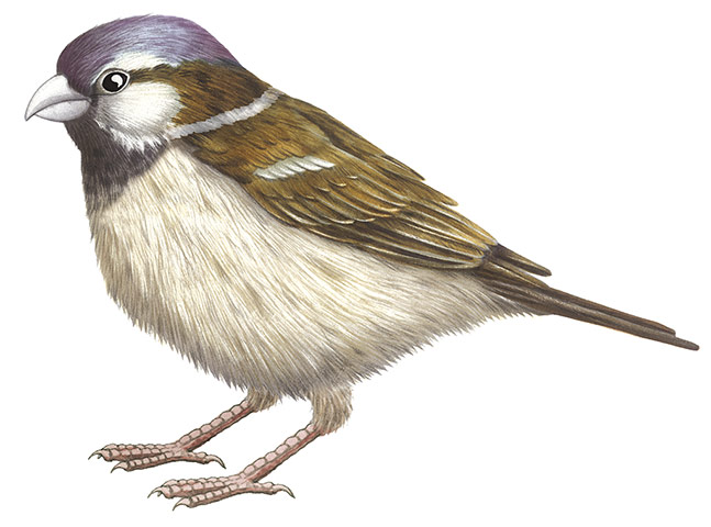 Birds spotter's gallery: House sparrow illustration