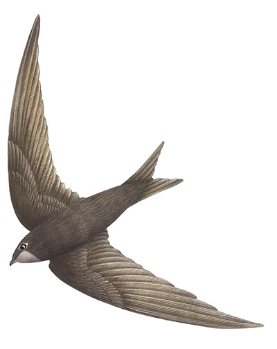 Birds spotter's gallery: Swift illustration