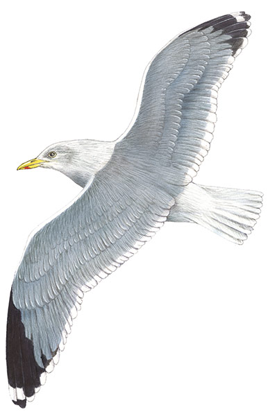 Birds spotter's gallery: Herring gull illustration
