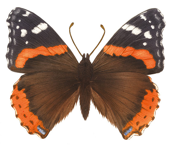 Insects spotter's gallery: Red admiral illustration