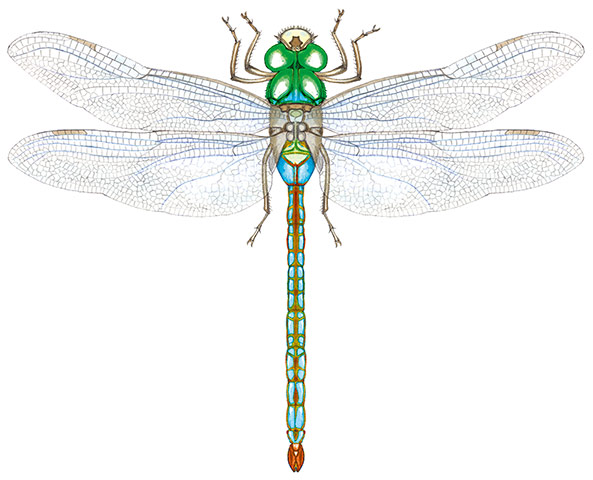 Insects spotter's gallery: Emperor dragonfly illustration