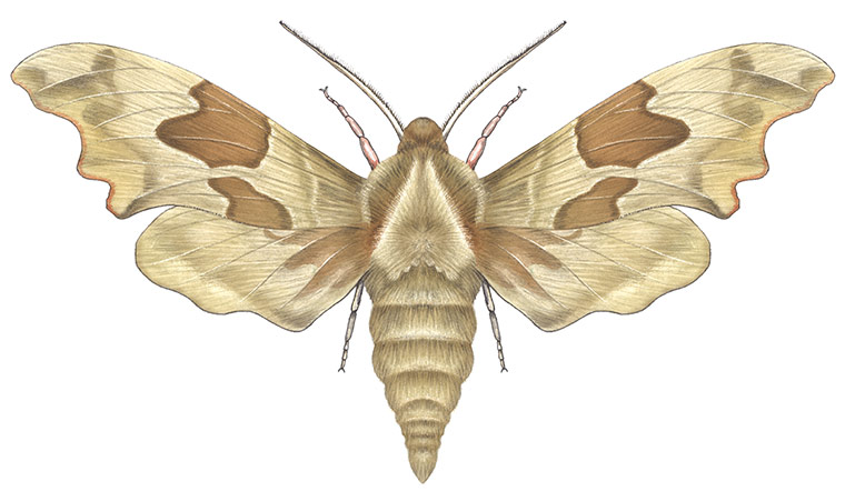 Insects spotter's gallery: Lime hawk moth illustration