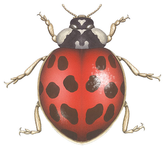 Insects spotter's gallery: Harlequin ladybird illustration