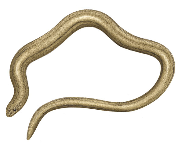 Other wildlife gallery: Slow worm illustration
