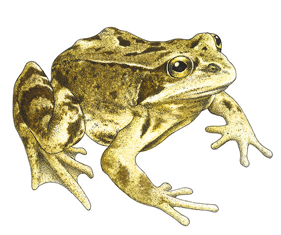Other wildlife gallery: Common frog illustration