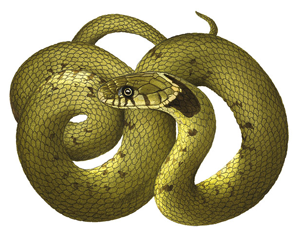 Other wildlife gallery: Grass snake illustration
